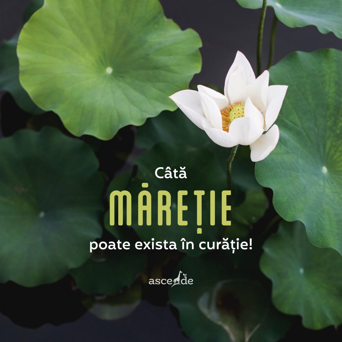 Câtă măreție poate exista în curăție!