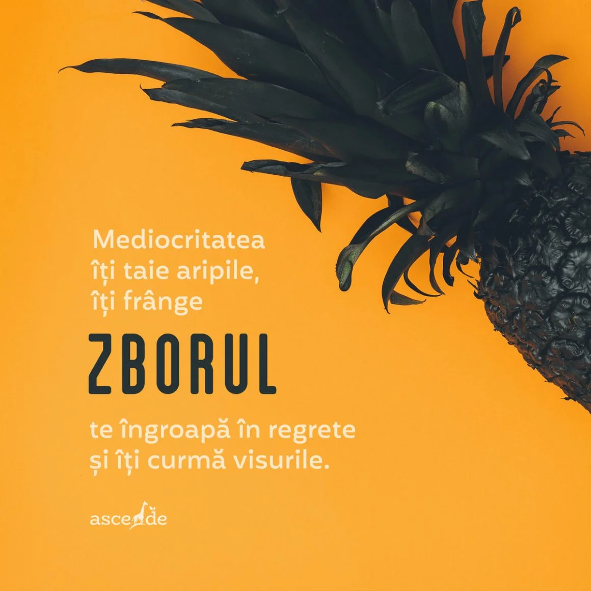 Mediocritatea îți taie aripile, îți frânge zborul, te îngroapă în regrete și îți curmă visurile.